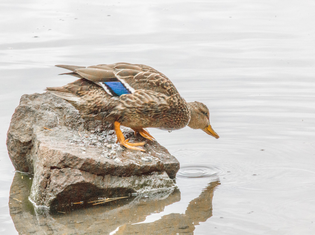 延龄草湖-Government Camp必去景点