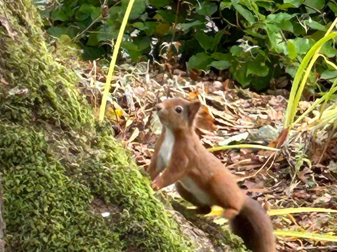 Explorers' Garden at Pitlochry Theatre-皮特洛赫里必去景点