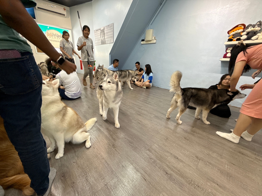 Hahahusky