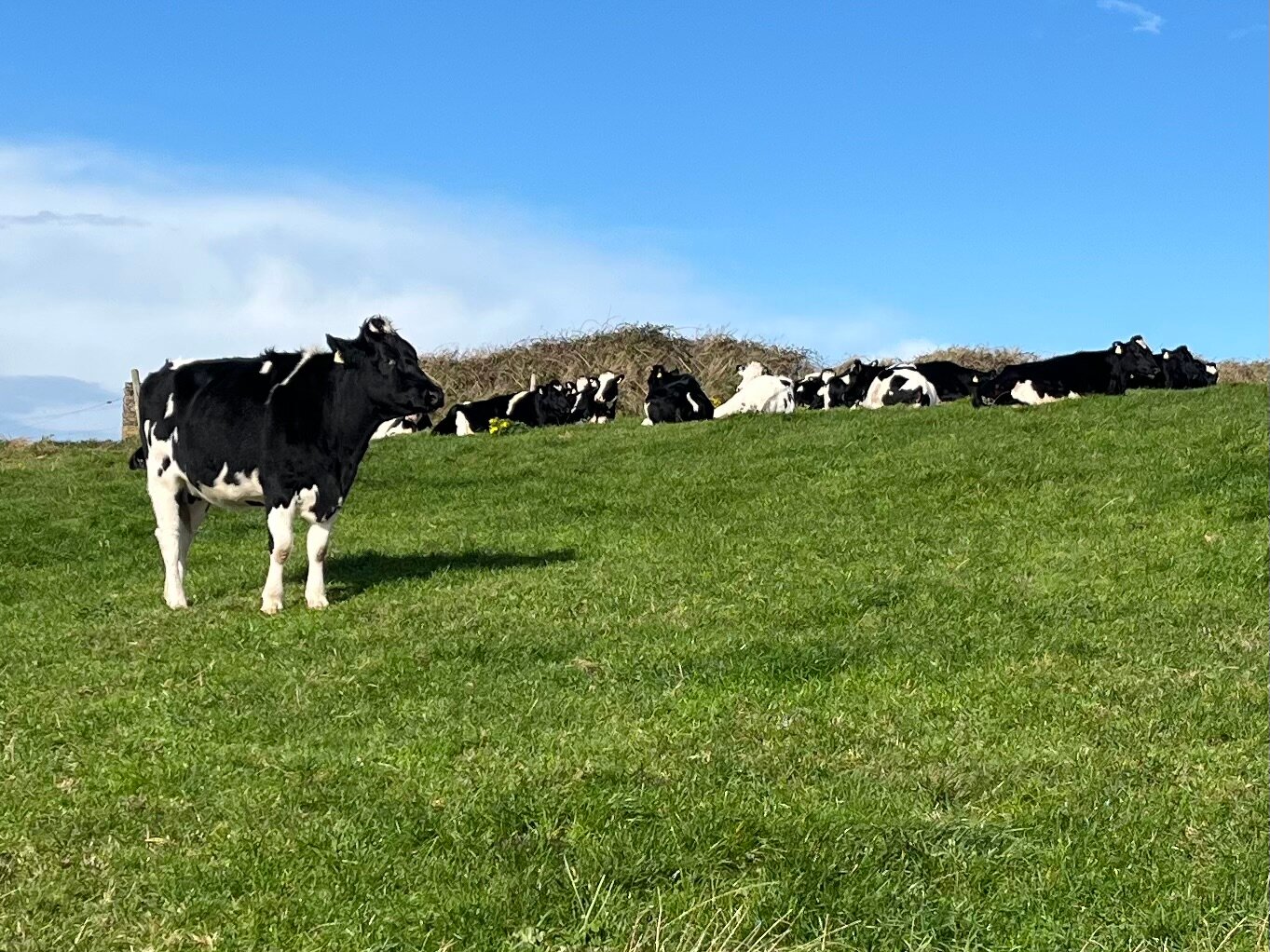 Kilmahon House Guest Accomodations-官方