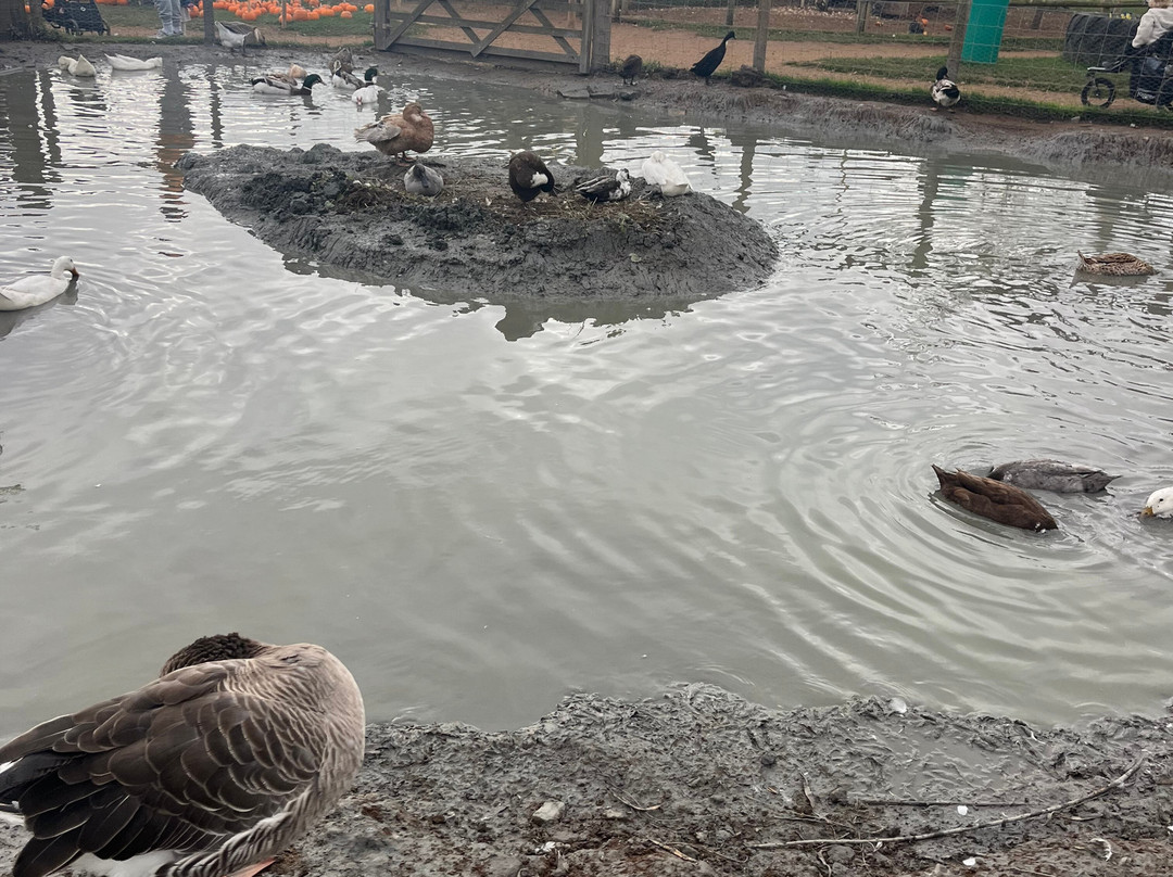 Fairytale Farm-奇平诺顿必去景点