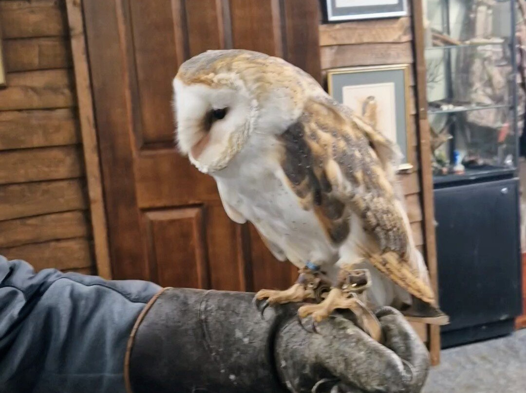 Riverside Falconry-纽卡斯尔必去景点