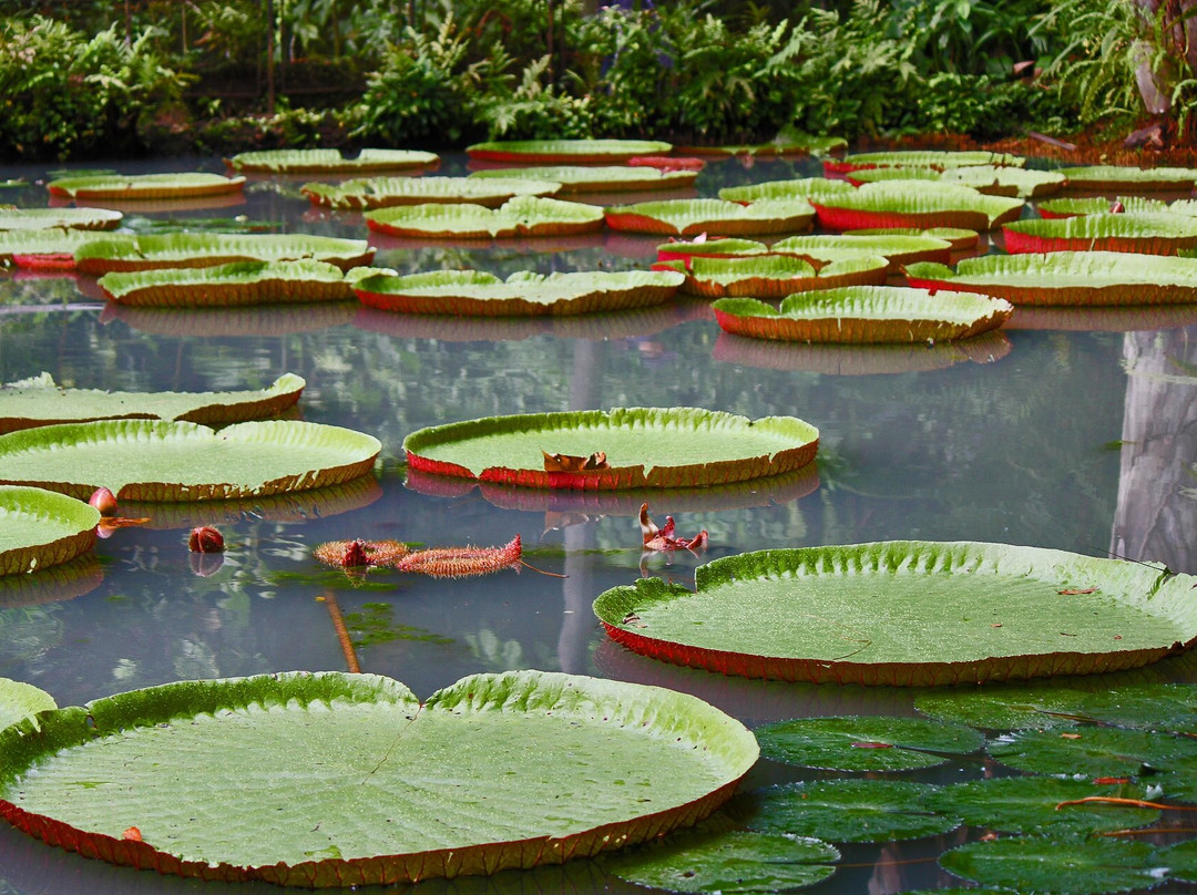 Amazon Discovery-伊基托斯必去景点