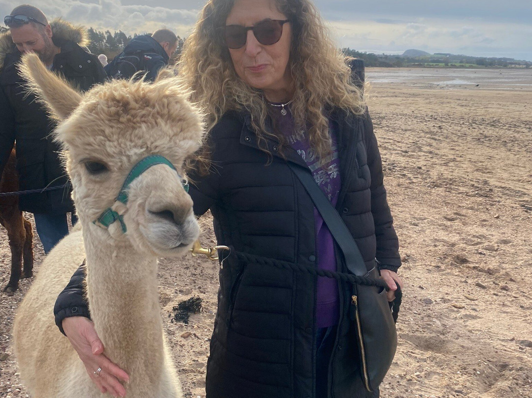 John Muir Alpacas-Dunbar必去景点