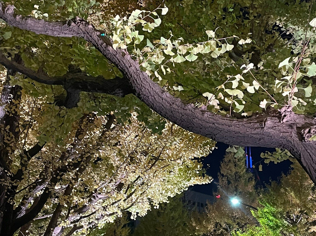 Jingu Gaien Ginkgo Tree-lined Street-港区必去景点