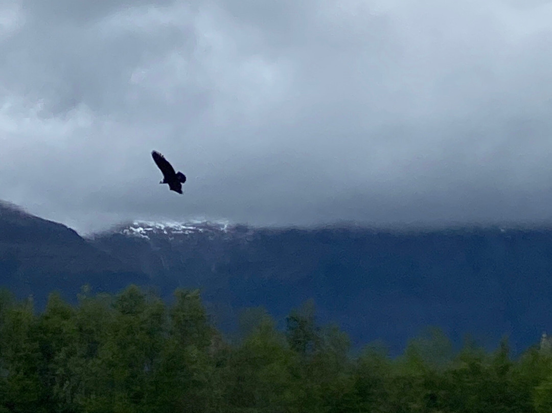 Canales Australes-Tortel必去景点
