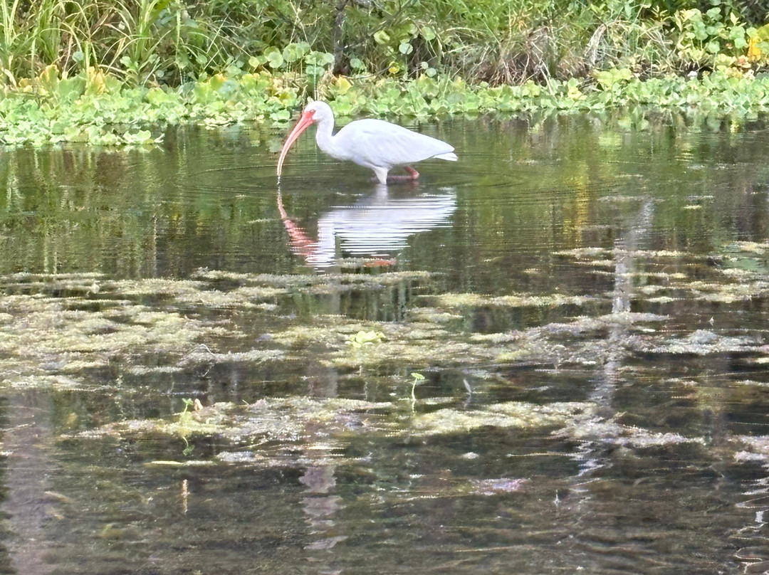 Weeki Wachee Springs-Weeki Wachee必去景点