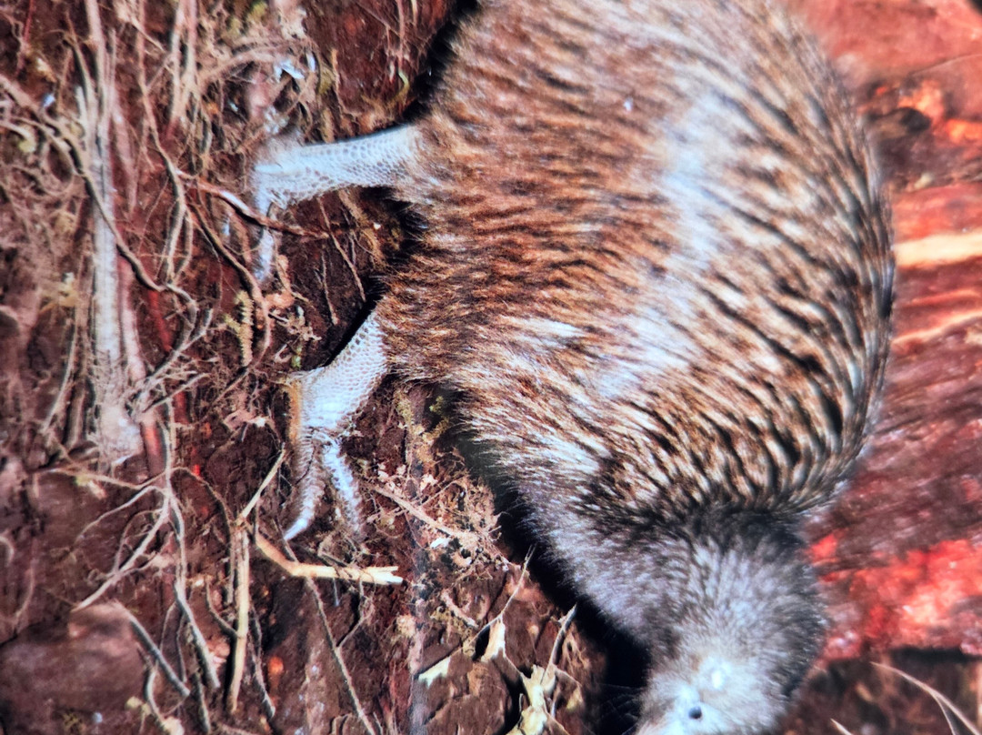 国家奇兽中心-霍基蒂卡必去景点