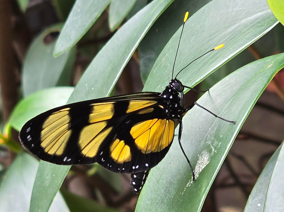 Boquete Bees and Butterflies-波魁特必去景点