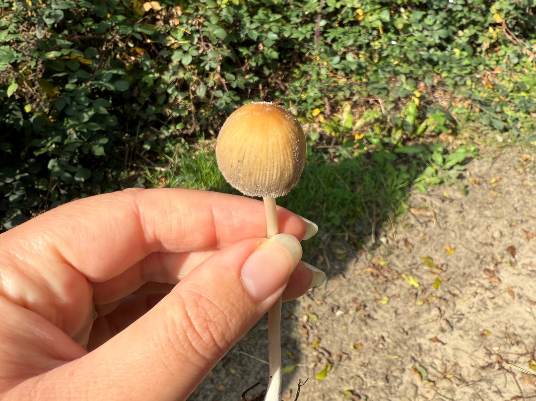 Terra Vitum-Midhurst必去景点