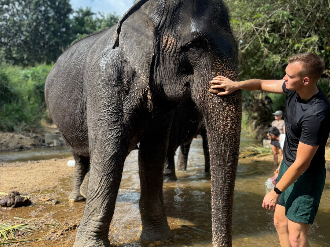 Elephant Freedom Project-凯格勒 必去景点