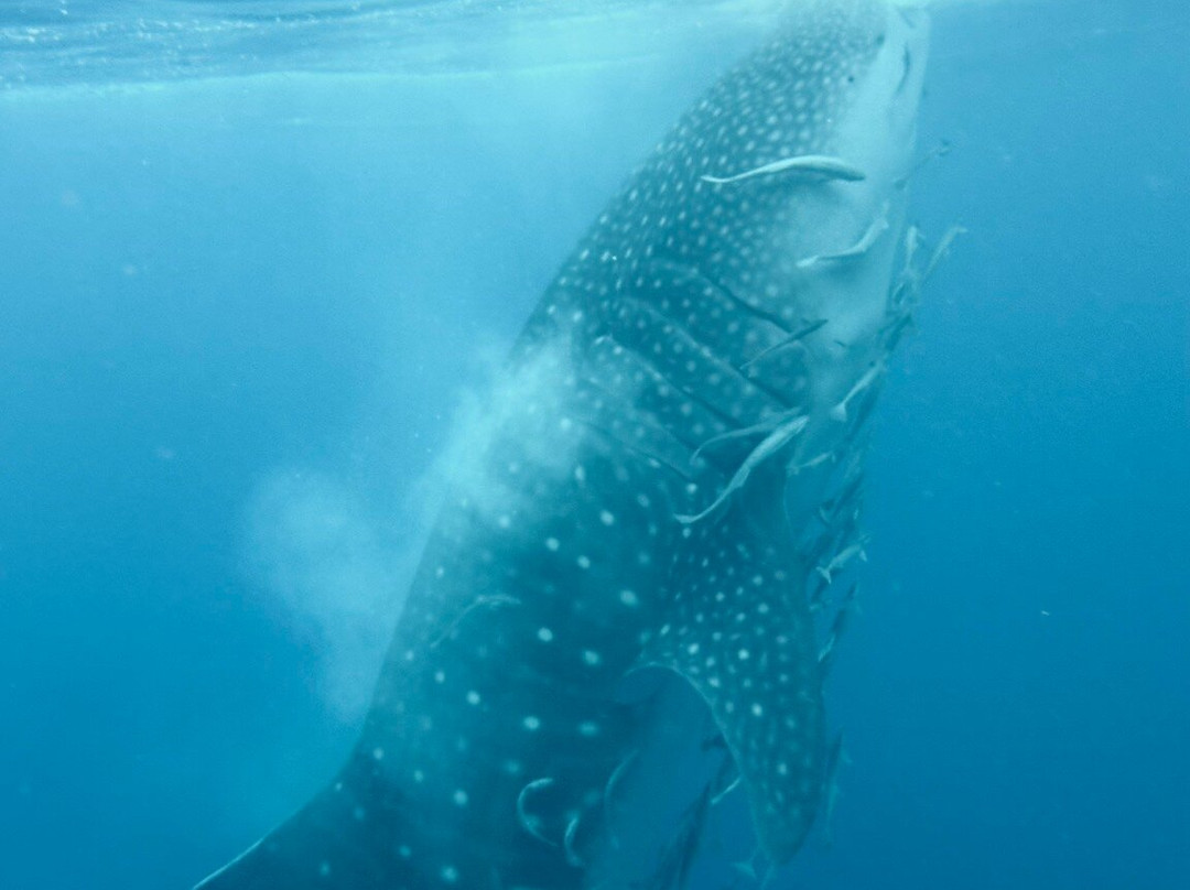 Kareem The Explorer-龙目岛必去景点