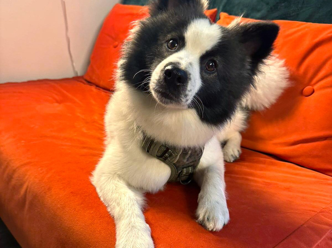 Cuddly Colony-布莱顿必去景点