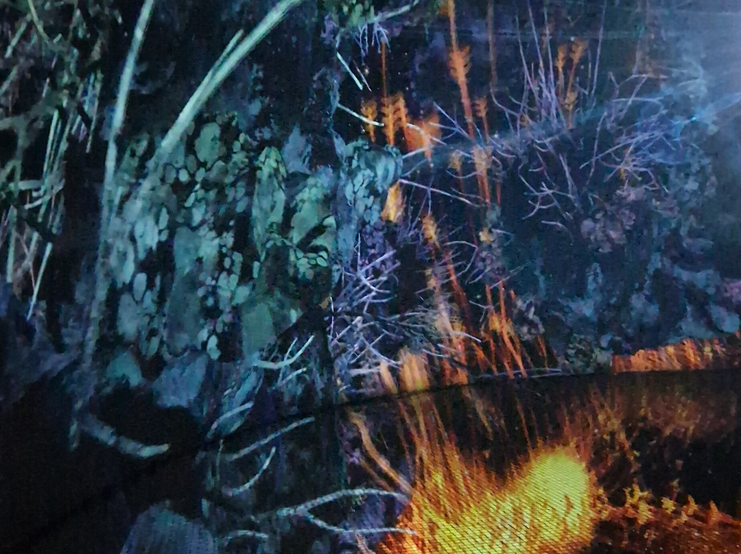 teamLab Phenomena Abu Dhabi-阿布扎比必去景点