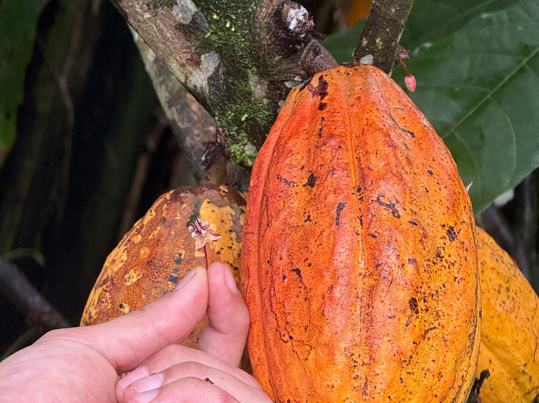 Cafe & Cacao Tour Bijagua-Bijagua de Upala必去景点