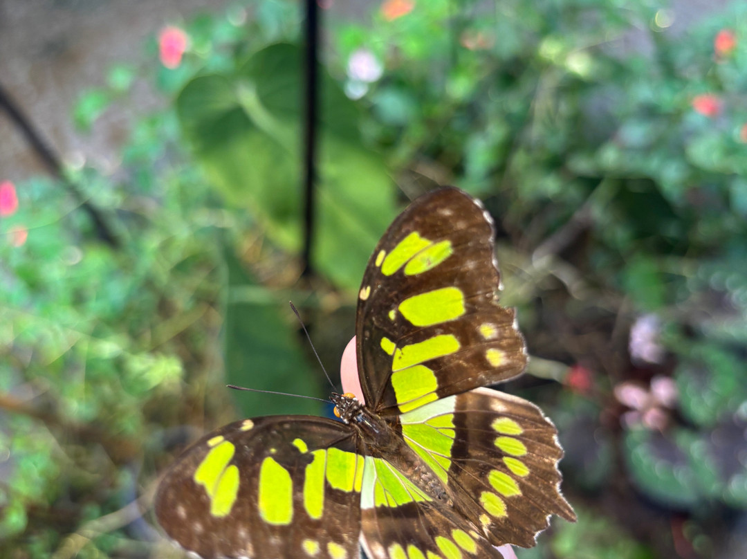 Magic of Life Butterfly House-Cwmbrwyno必去景点