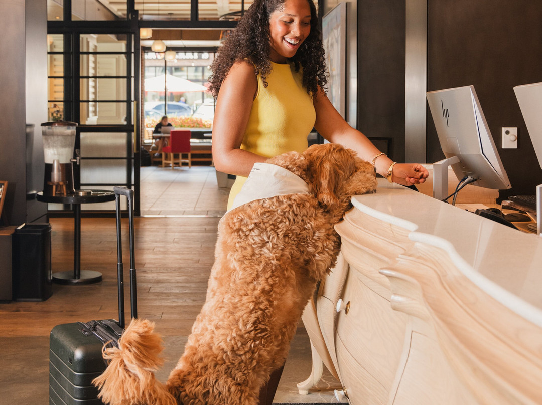 金普顿旅行者主图