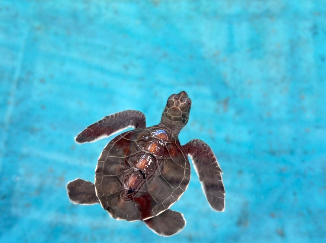 Royal Thai Navy Sea Turtle Conservation Center Phang Nga-Lam Kaen必去景点