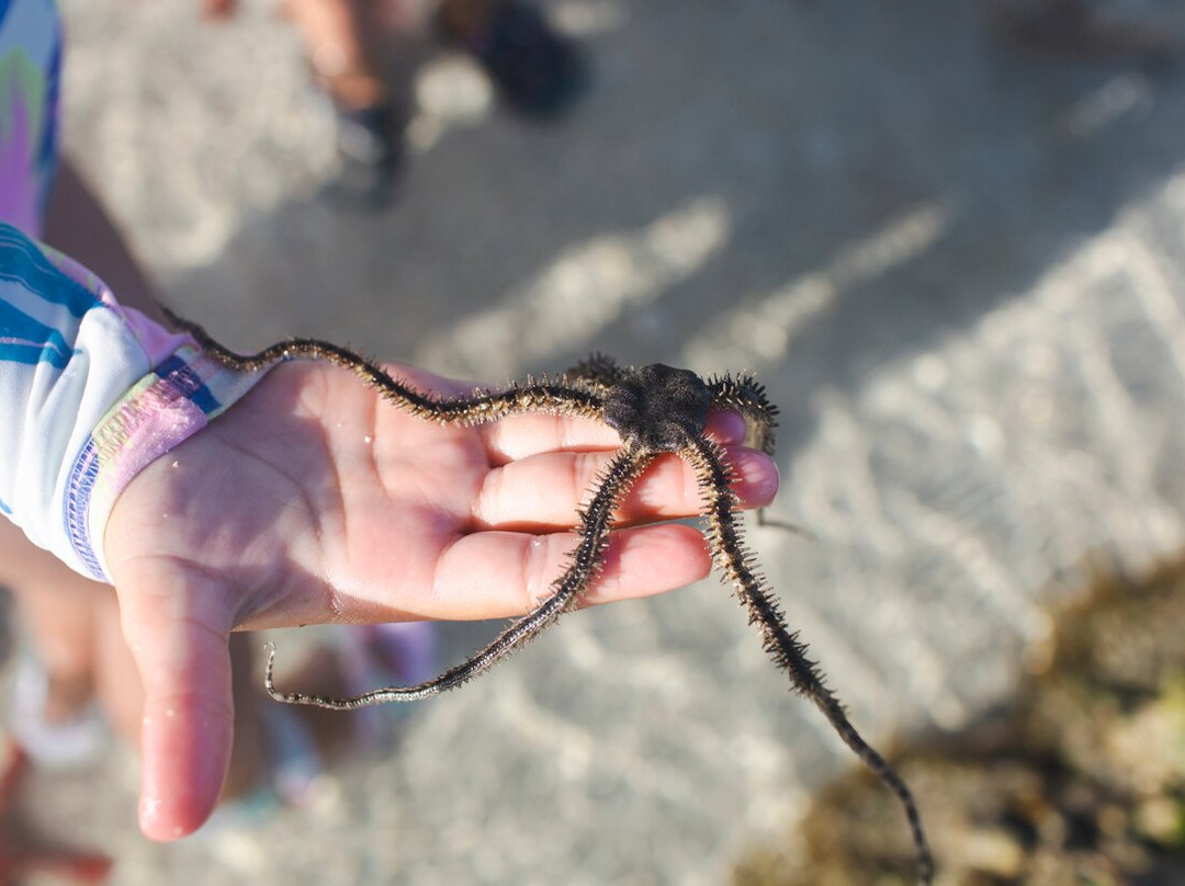 Sandarusi House主图