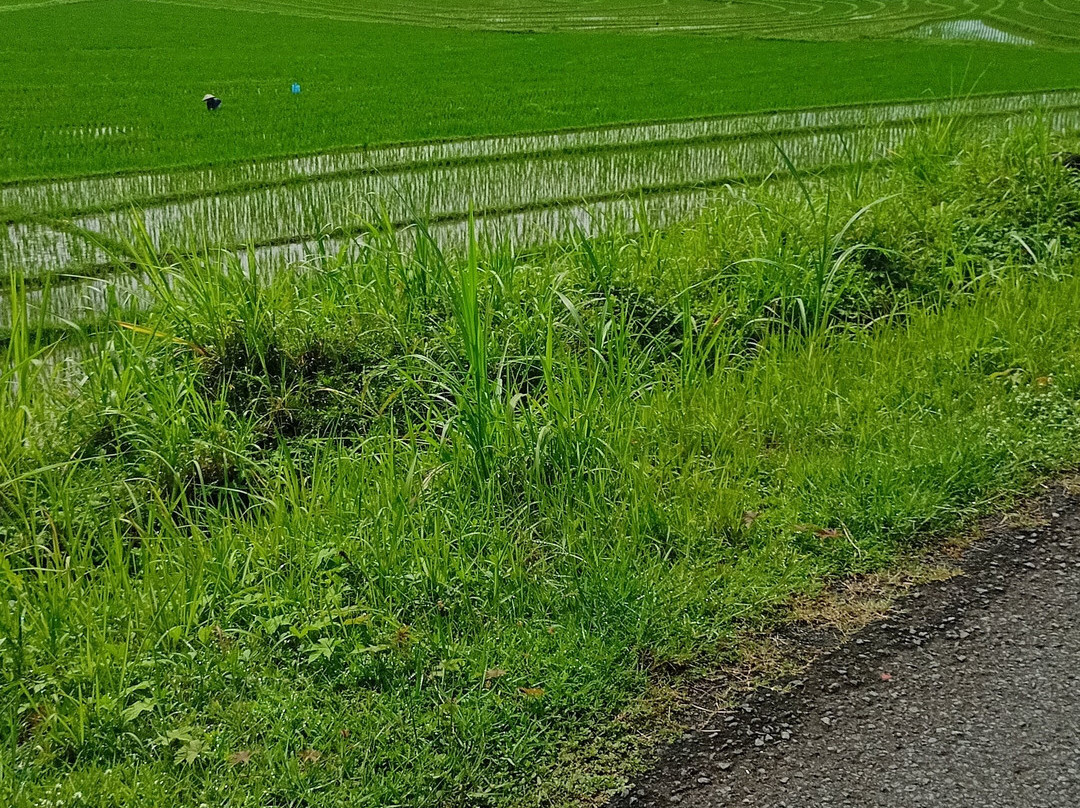 Moana - Sustainable Bicycle Tour-Yogyakarta必去景点