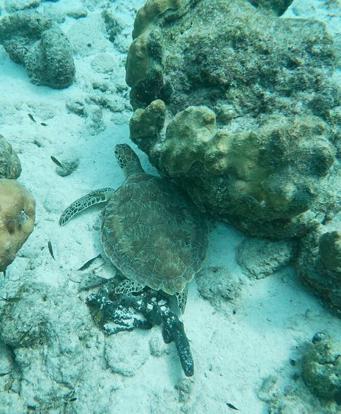The Diveshop Curacao-威廉斯塔德必去景点