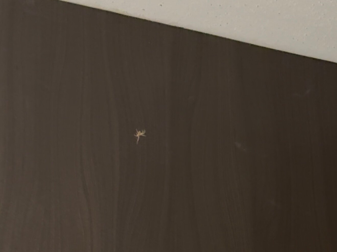 Springhill Suites By Marriott Columbia Fort Meade Area主图