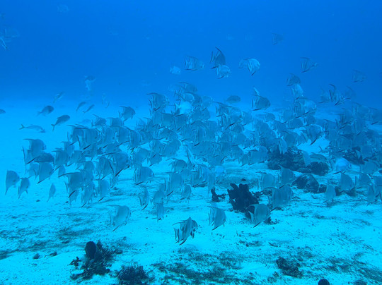 Tank-ha Dive Center-普拉亚德尔卡曼必去景点