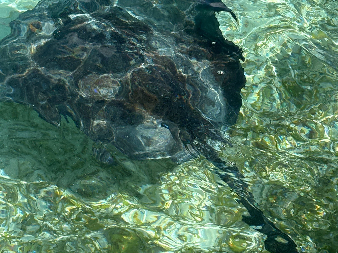 Antigua Rainforest Canopy Tour-安提瓜必去景点