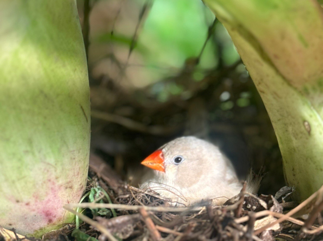 贝纳尔马德纳蝴蝶公园-班纳玛德纳必去景点