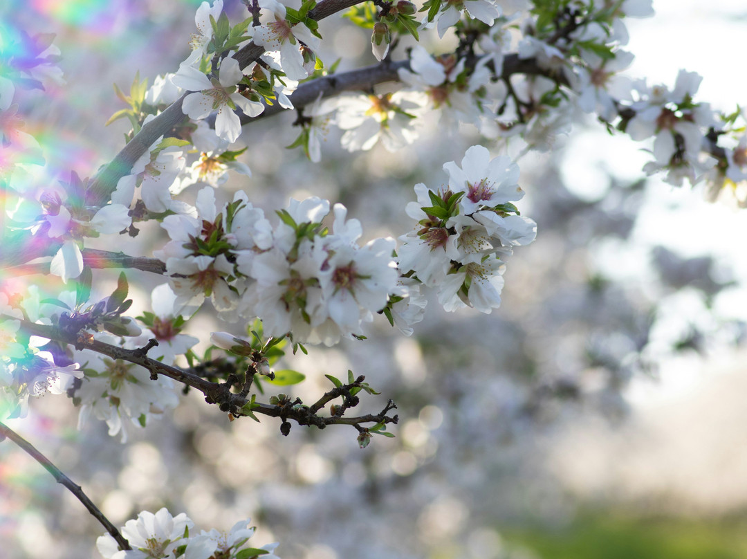 Blossom Trail-弗雷斯诺必去景点