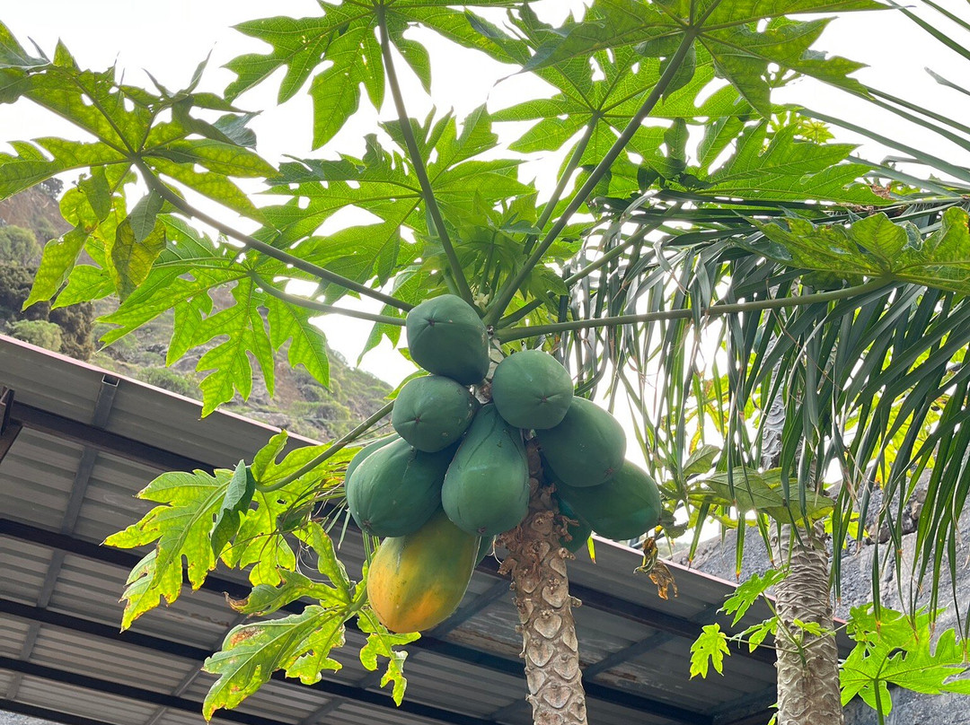 加拉霍埃国家公园-La Gomera必去景点