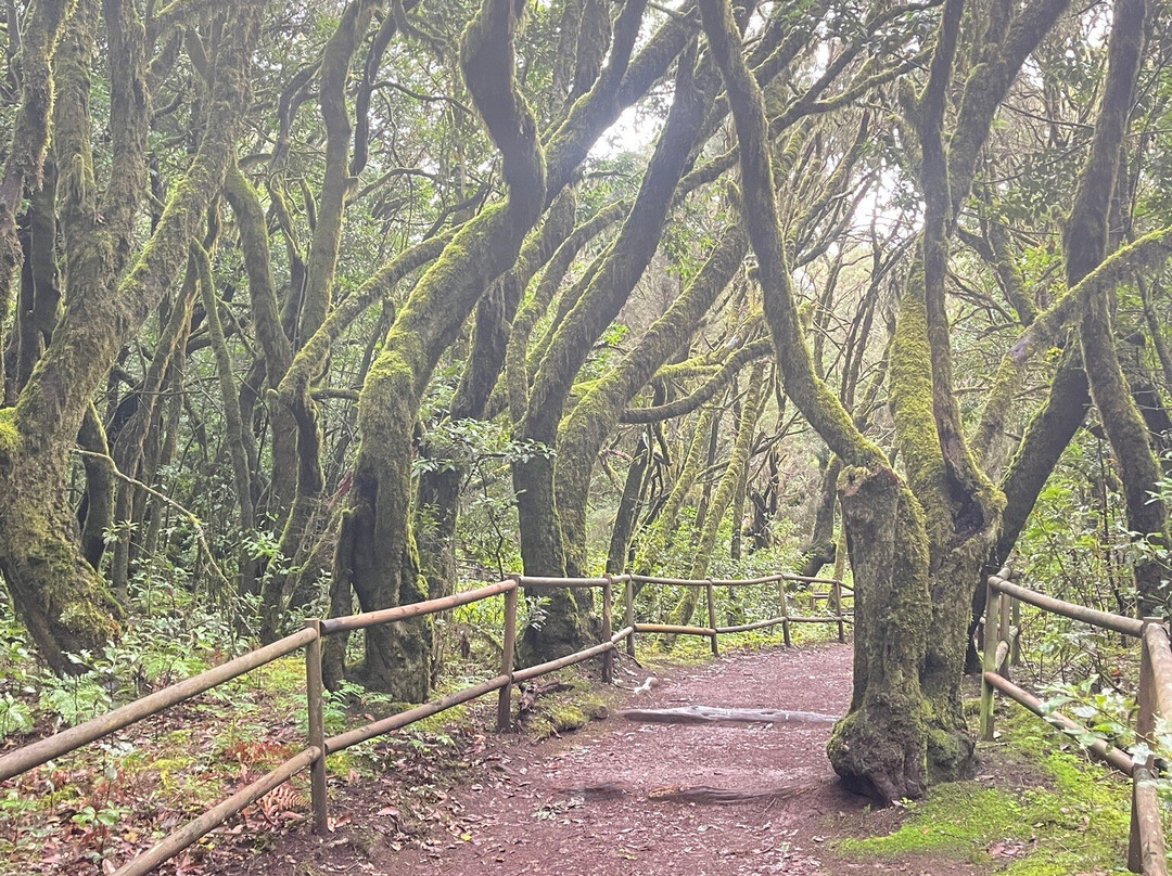 加拉霍埃国家公园-La Gomera必去景点