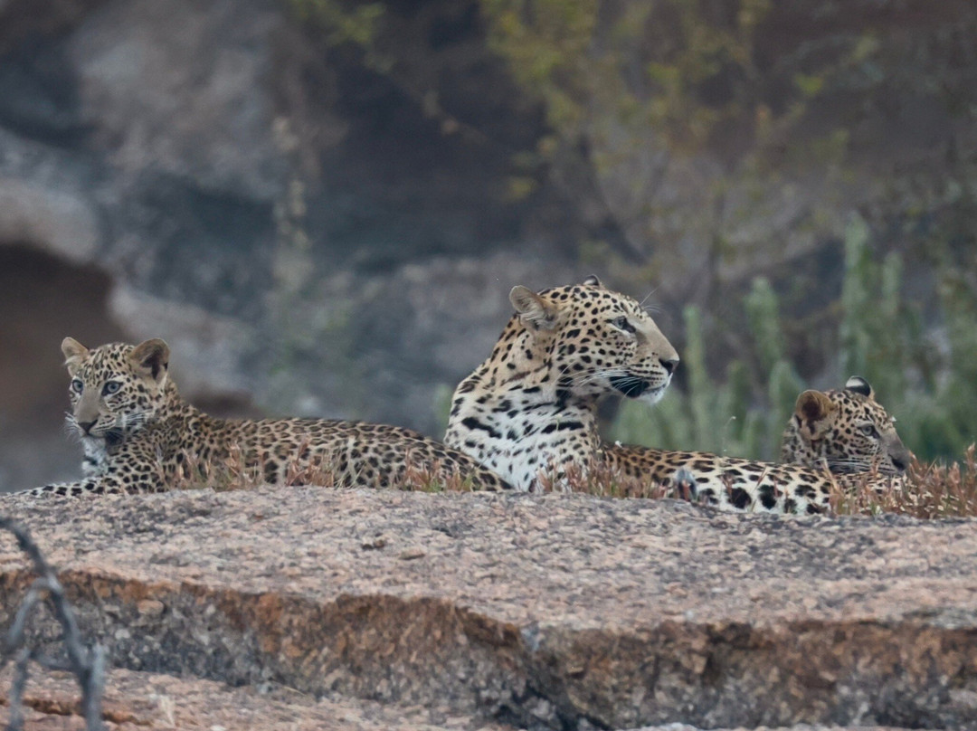The Wild Cat Eyes-Bera必去景点