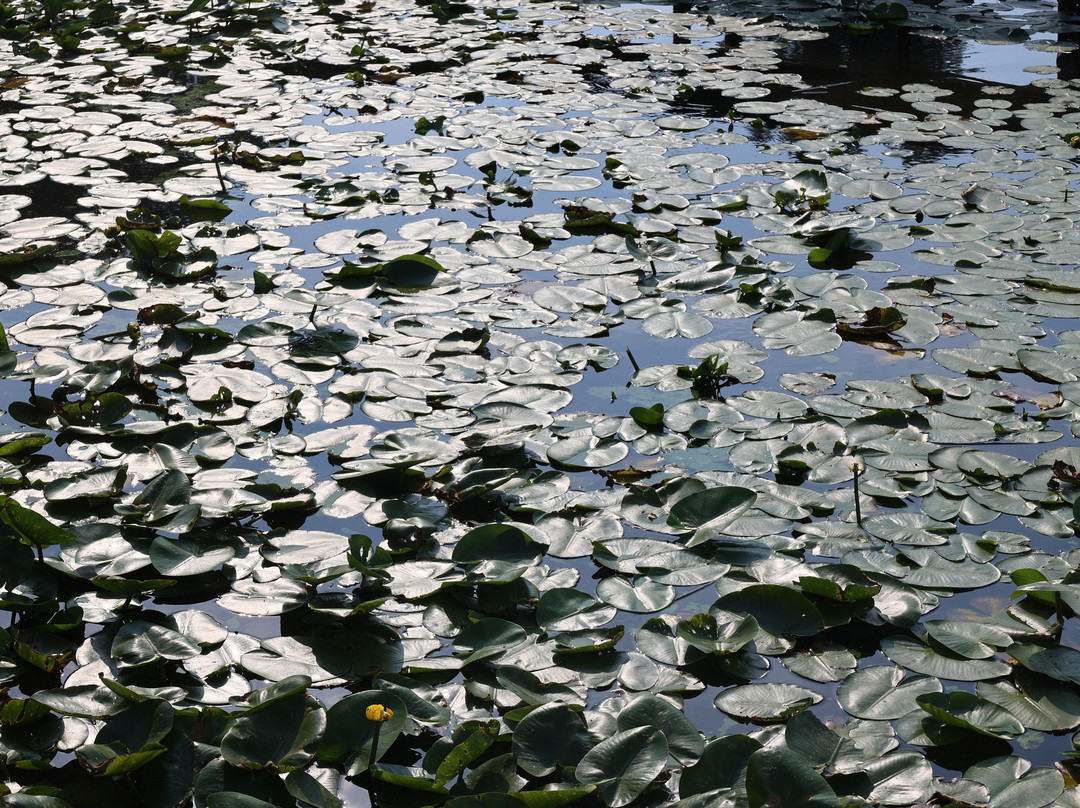 Parco Naturale del Lago di Candia-Candia Canavese必去景点
