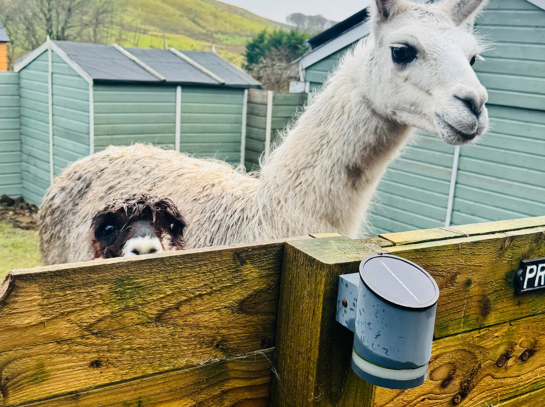 little peru alpaca trekking-Maybole必去景点