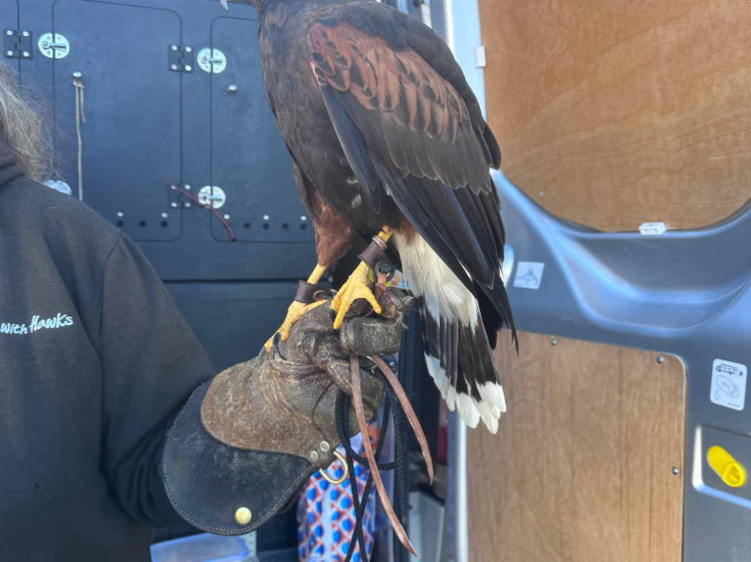 Walks With Hawks-切尔滕纳姆必去景点