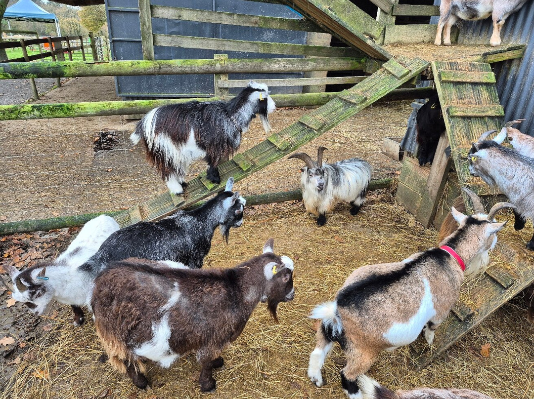 Woolley Animals Farm Park-Winkleigh必去景点