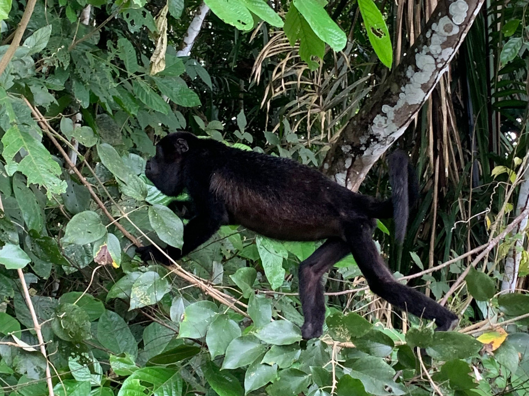 Yala Tours Panama-巴拿马城必去景点