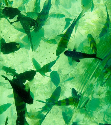 Flying Dove Tours-蒙巴萨必去景点