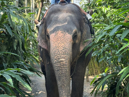 Southern Classic Tours-金奈（马德拉斯）必去景点