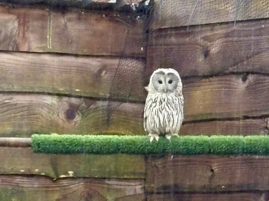 Pitcombe Rock Falconry-Bruton必去景点