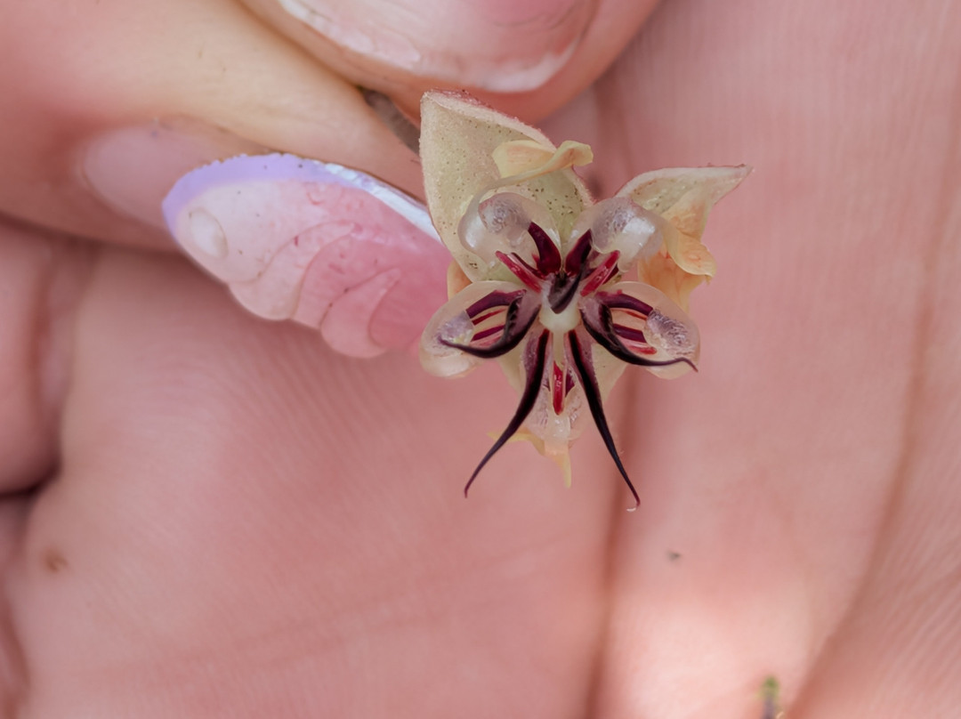 Cafe & Cacao Tour Bijagua-Bijagua de Upala必去景点