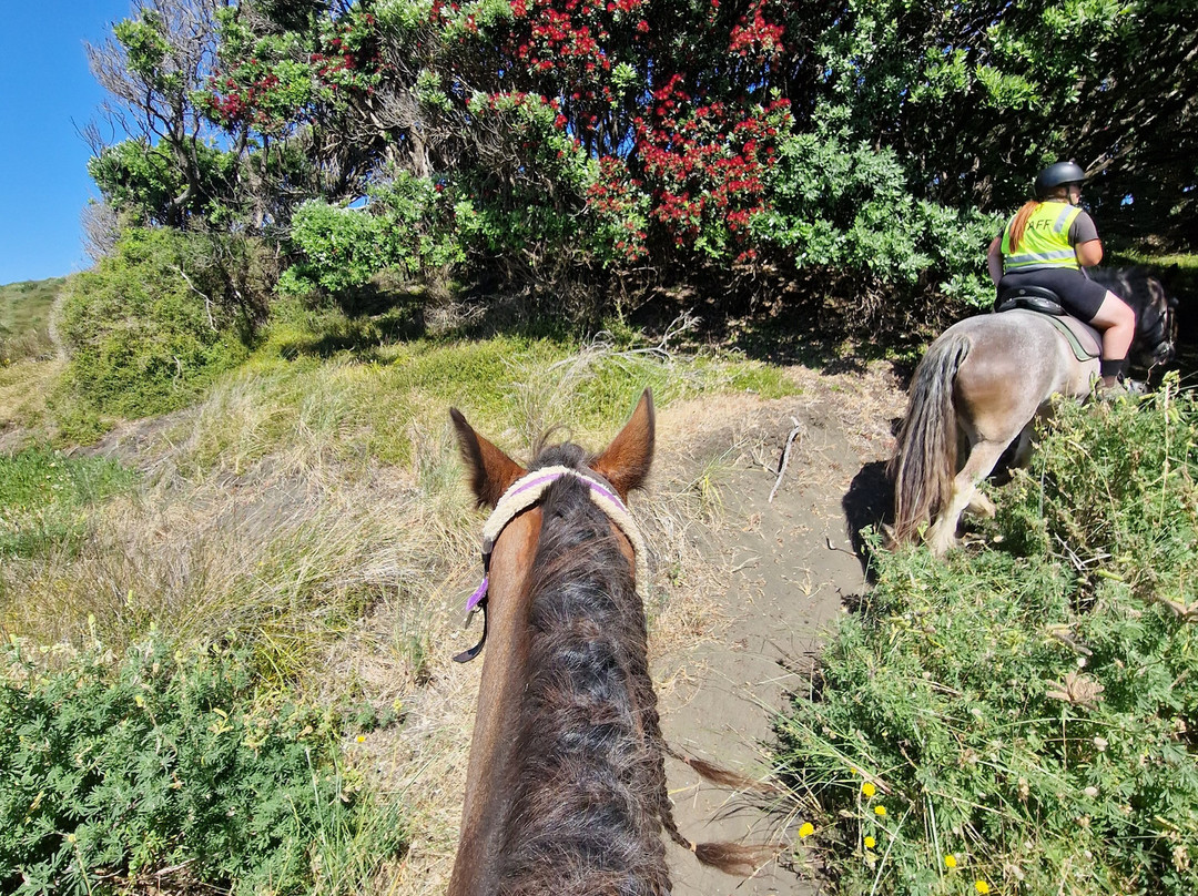Muriwai Beach Horse Treks-穆里怀海滩必去景点