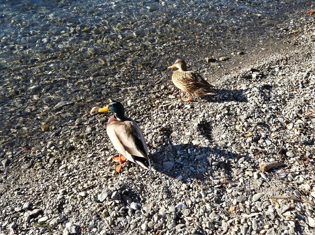 Corenno Plinio-Dervio必去景点