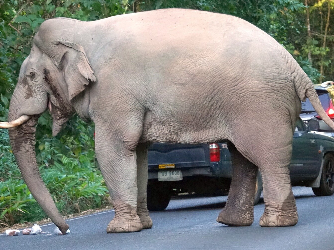 Khao Yai National Park-北丕必去景点