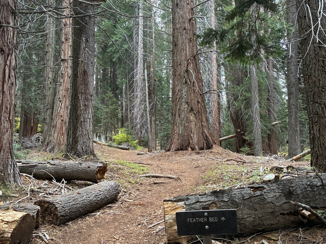 Big Stump Basin-红杉&国王峡谷国家公园必去景点