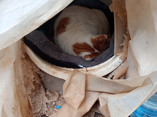 Independence Gardens-斯利马必去景点