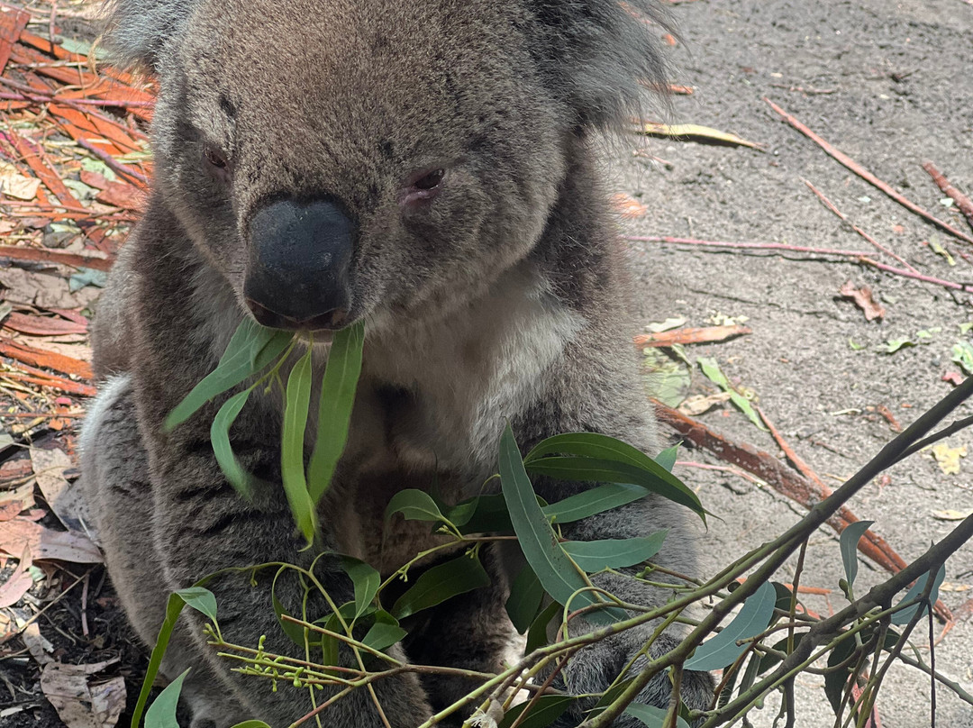 Softfoot Farm & Wildlife Park-Hindmarsh Valley必去景点