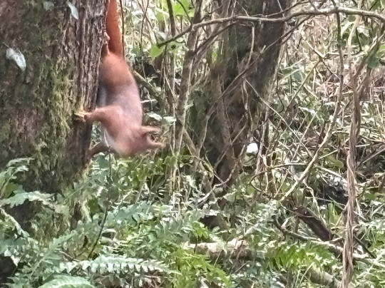 The Dingle (Nant y Pandy) Nature Reserve-Llangefni必去景点