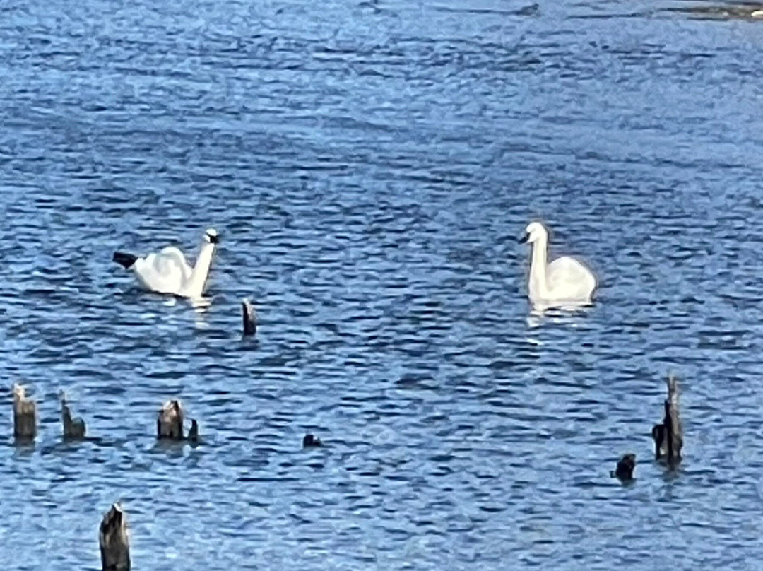 Juanita Bay Park-柯克兰必去景点
